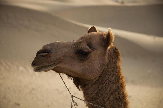 182 Jaisalmer, Sam Zandduinen.jpg